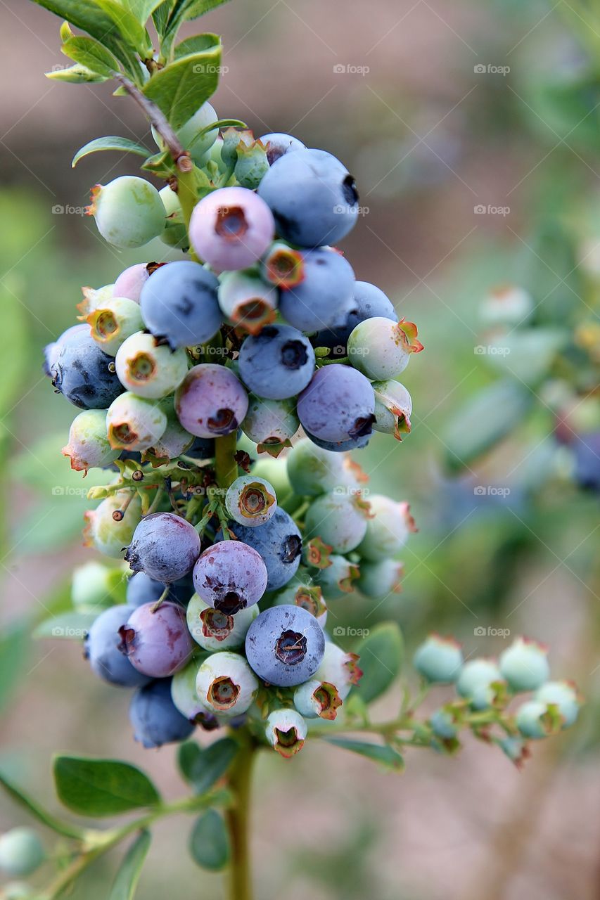 Fresh Organic Blueberries. Blueberry picking at a local farm