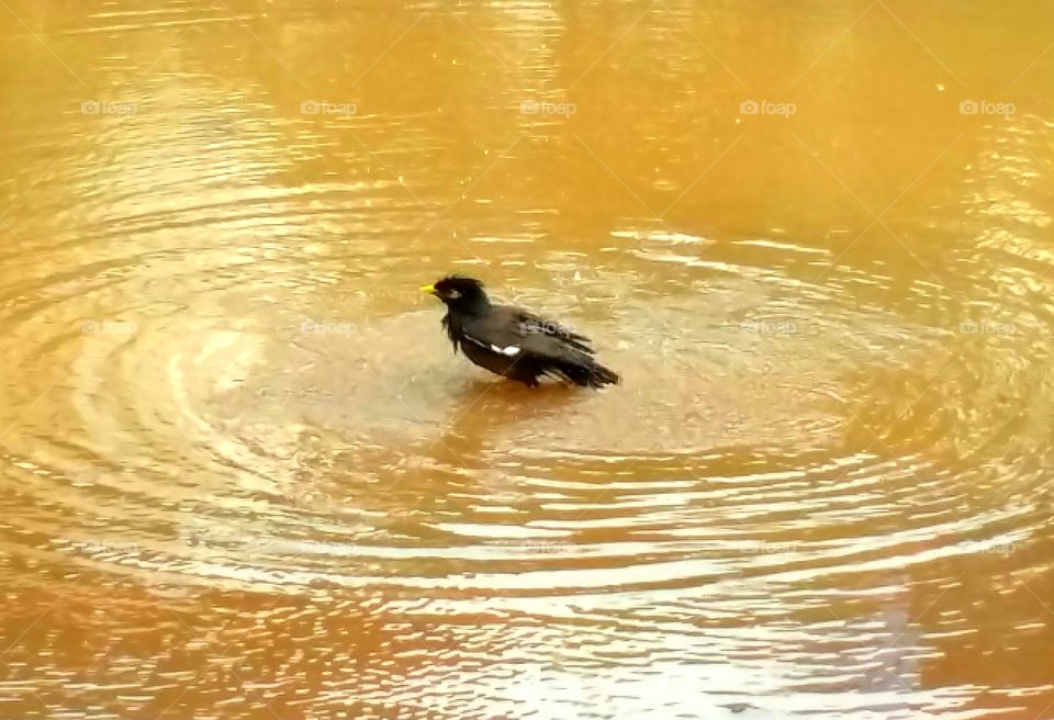 The shlik ( myna)Bird taking bath