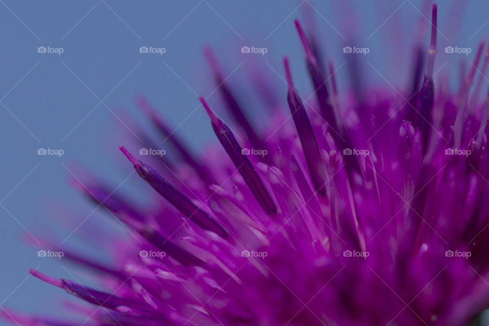 Extreme close-up of purple flower