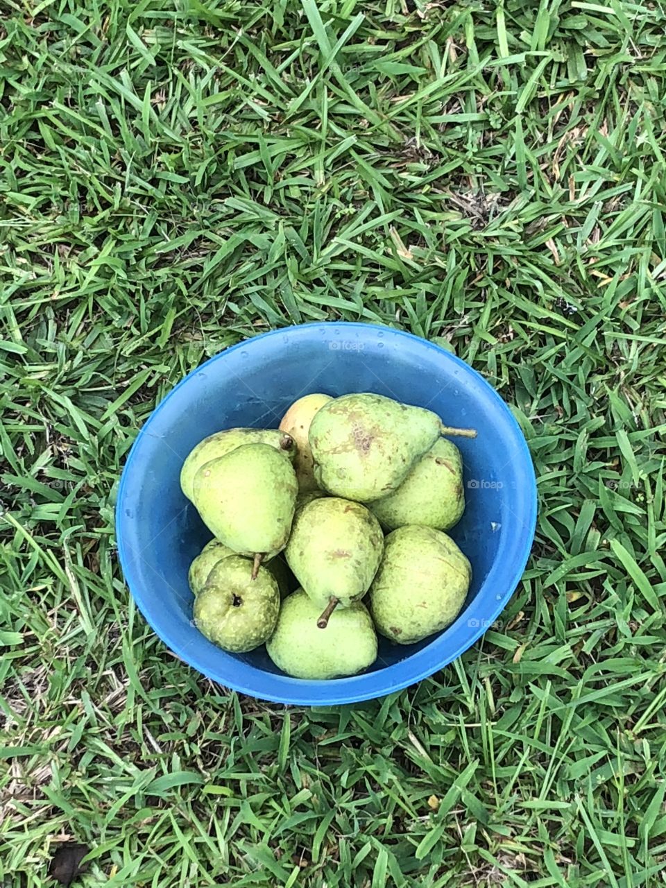 Bowl of fresh picked green pears in the grass. 