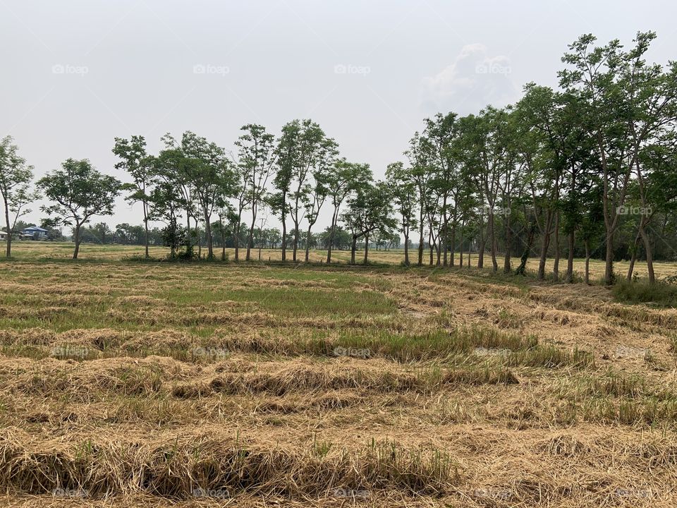 The sings of the Harvest season , Countryside (Thailand)