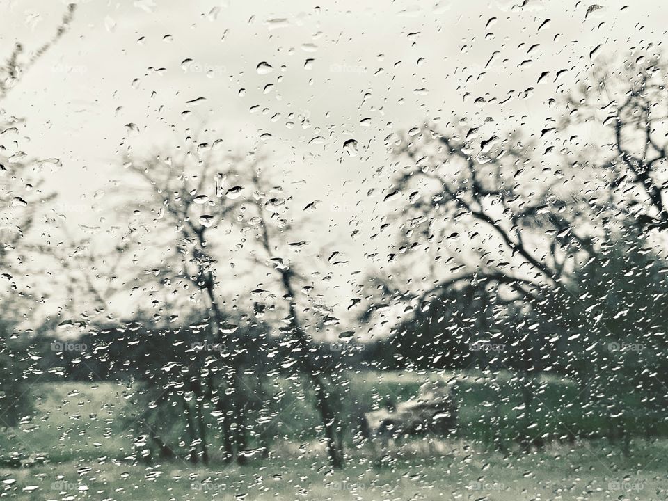Trees and rain - raindrops on the window 