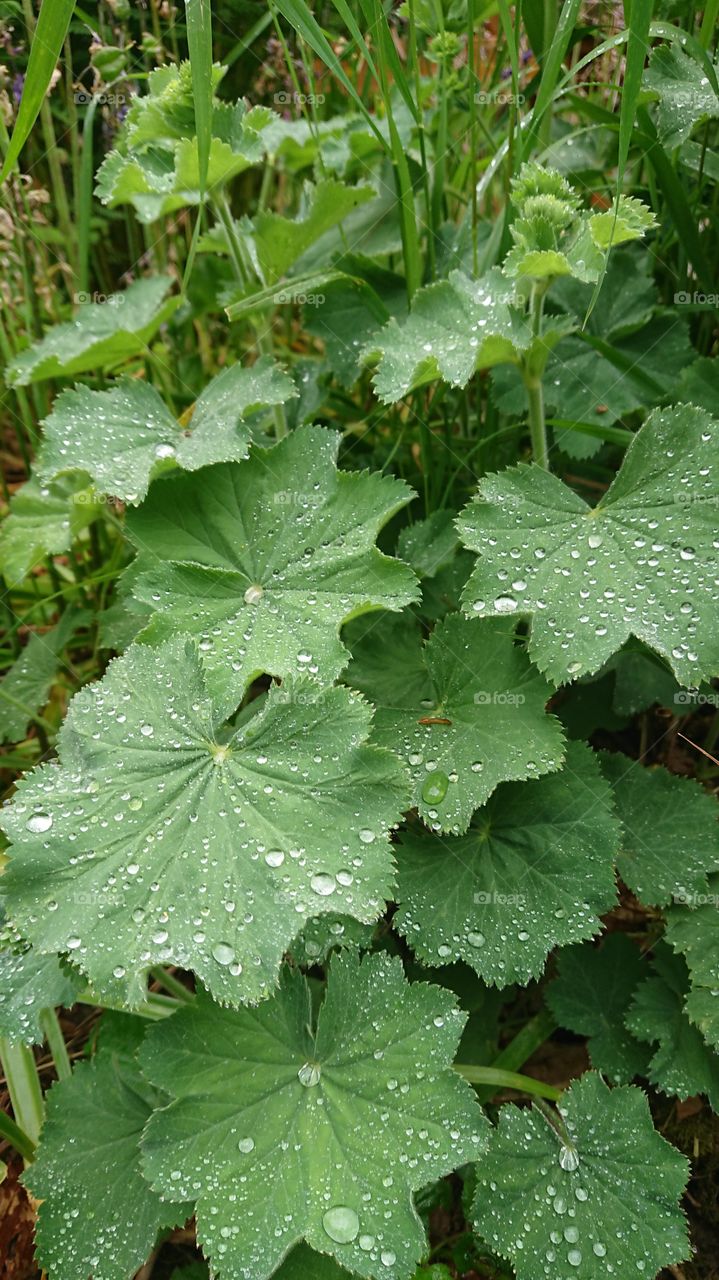 Rain droplets on leaves