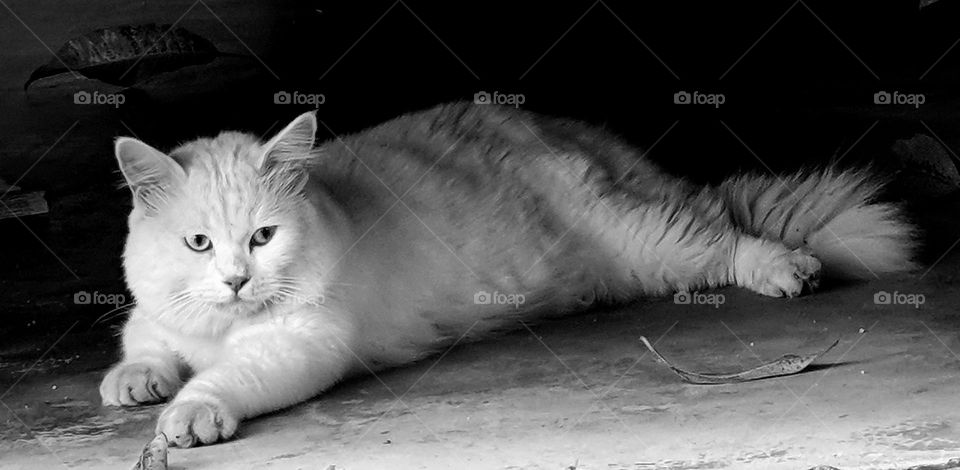 Furry White Cat