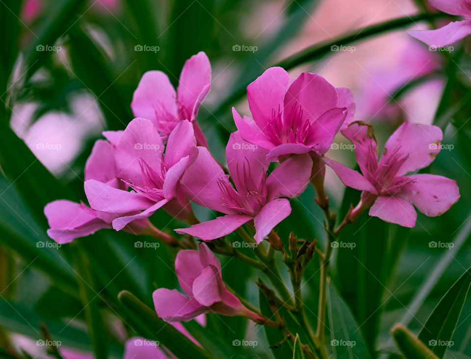 Floral photography - Oleander - Full blossom