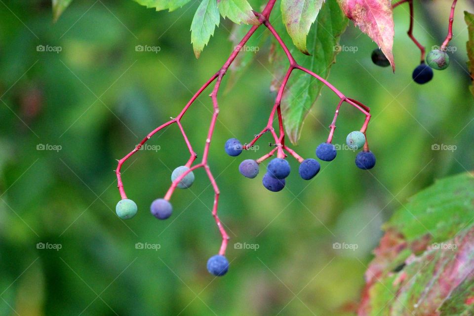 #berries