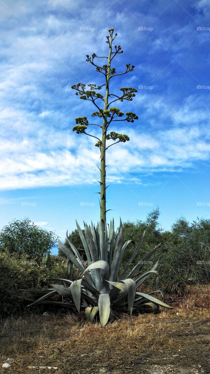 Agave