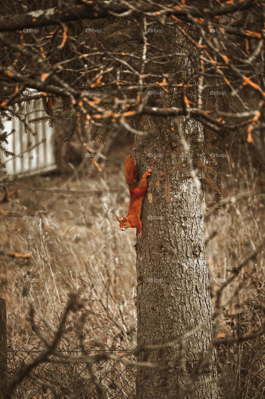 A cute squirrel climbing on a tree