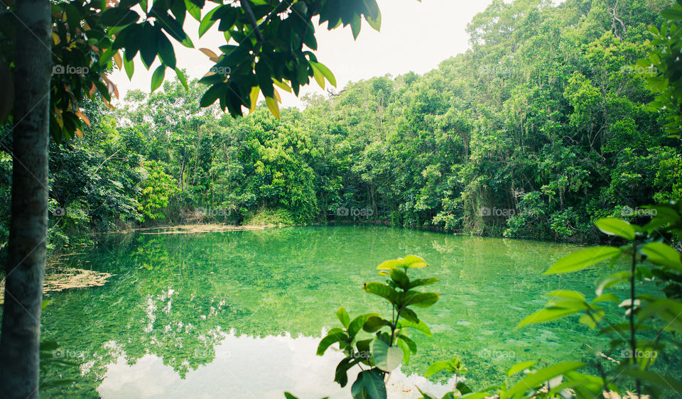 Thai plants 