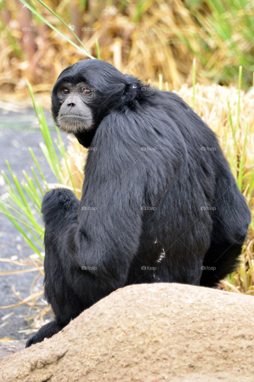 portrait of a siamang