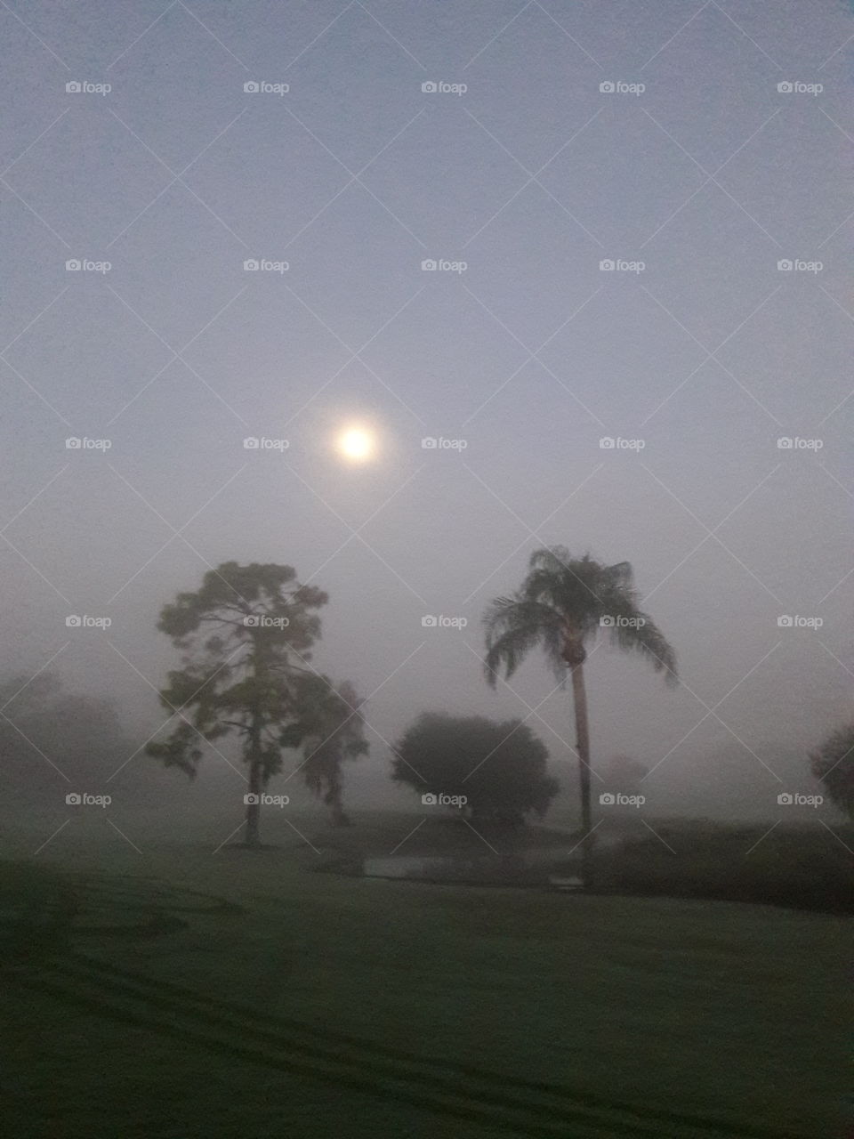 New Moon, Foggy Morning