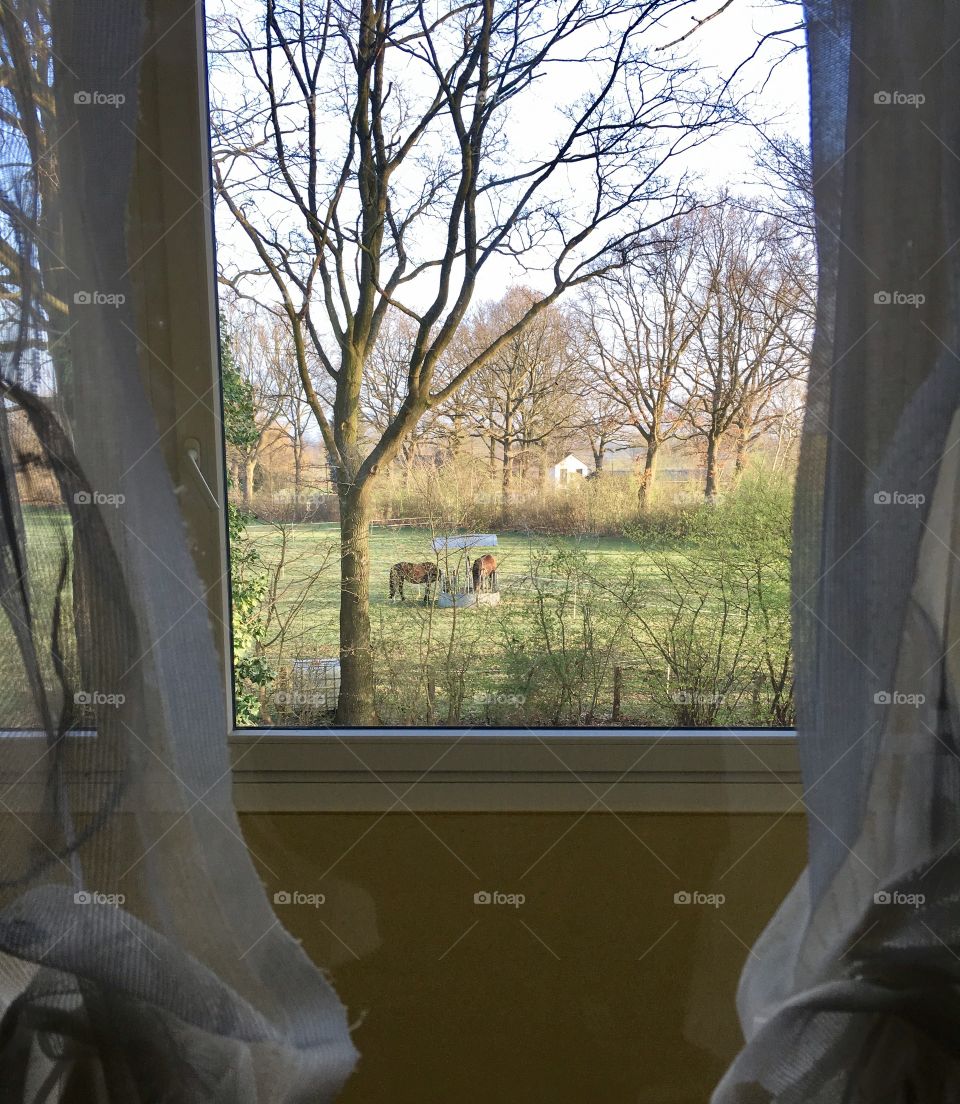The suburb of Hamburg. Fields. Horses.Spring.Window 