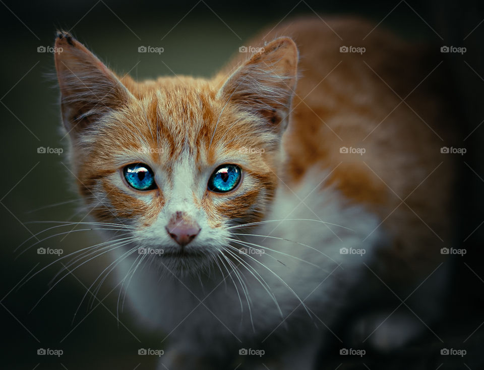 Beautiful look of a yellow cat with blue eyes. Photo editing