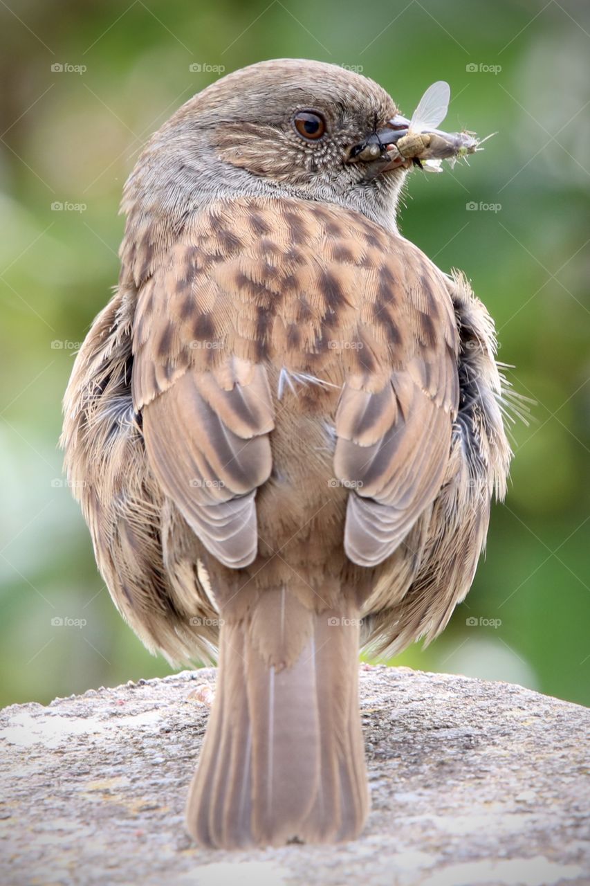 Dunnock 🤩 a small bird with its breakfast in its beak - today we are eating small flies 🐦🦟 ;)