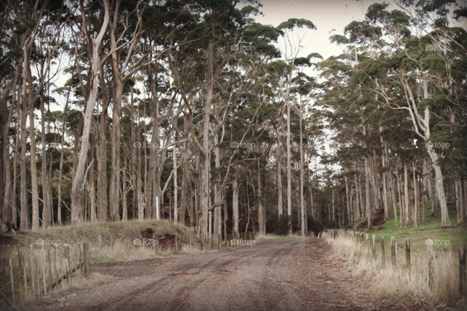 By the Gum Trees