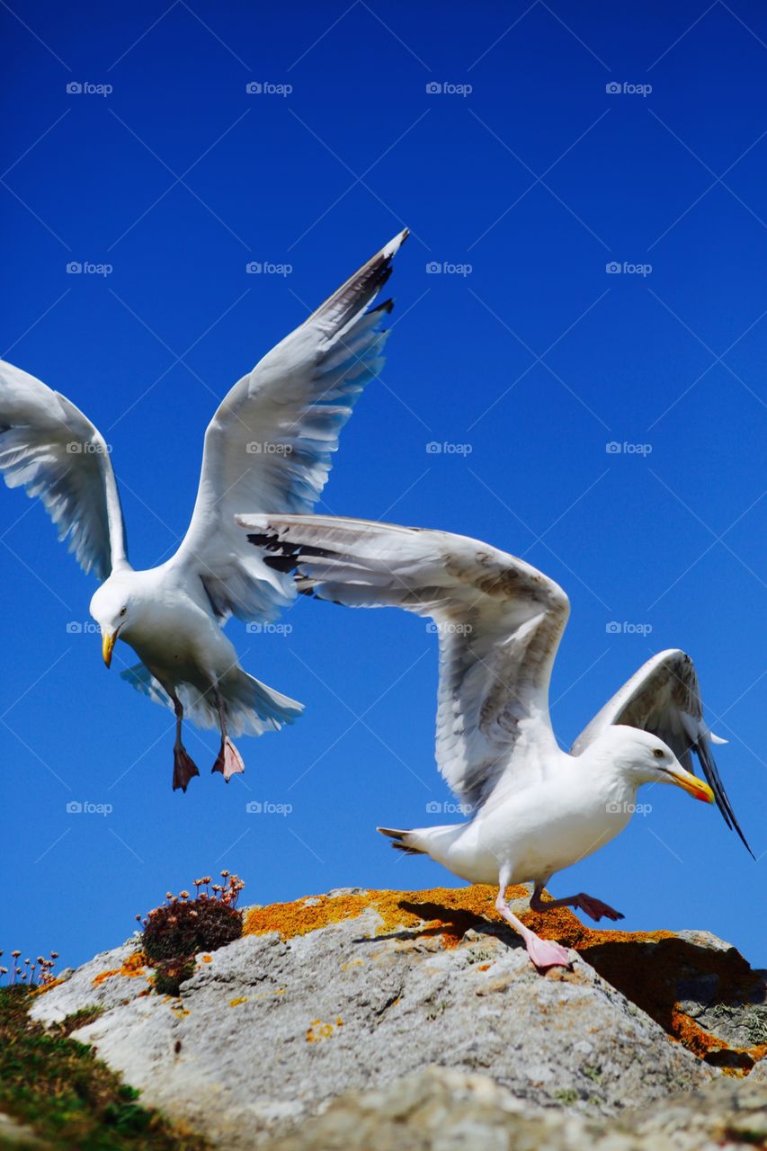 Descent 2. Sea gulls on the flight