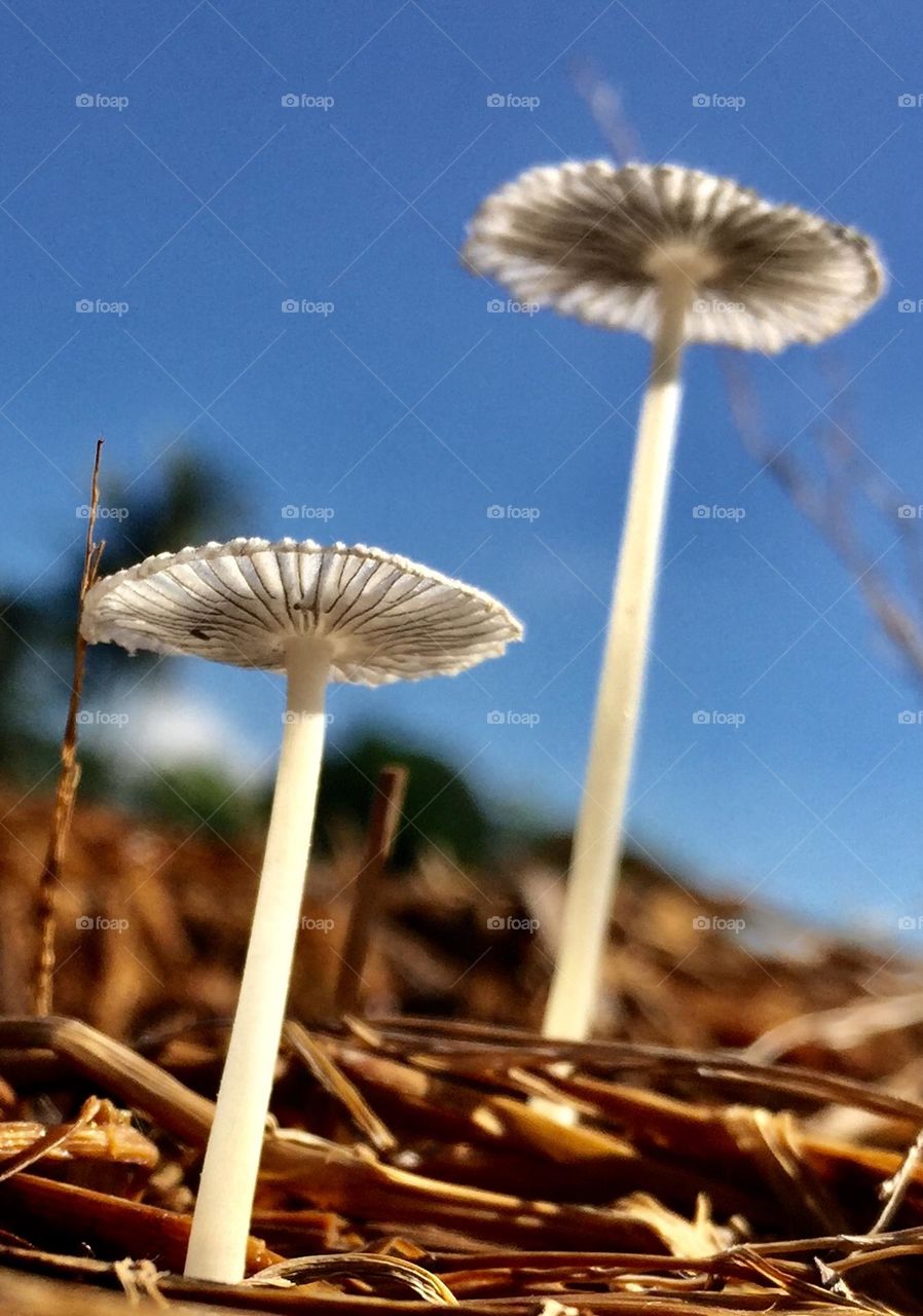 Two strong mushrooms 