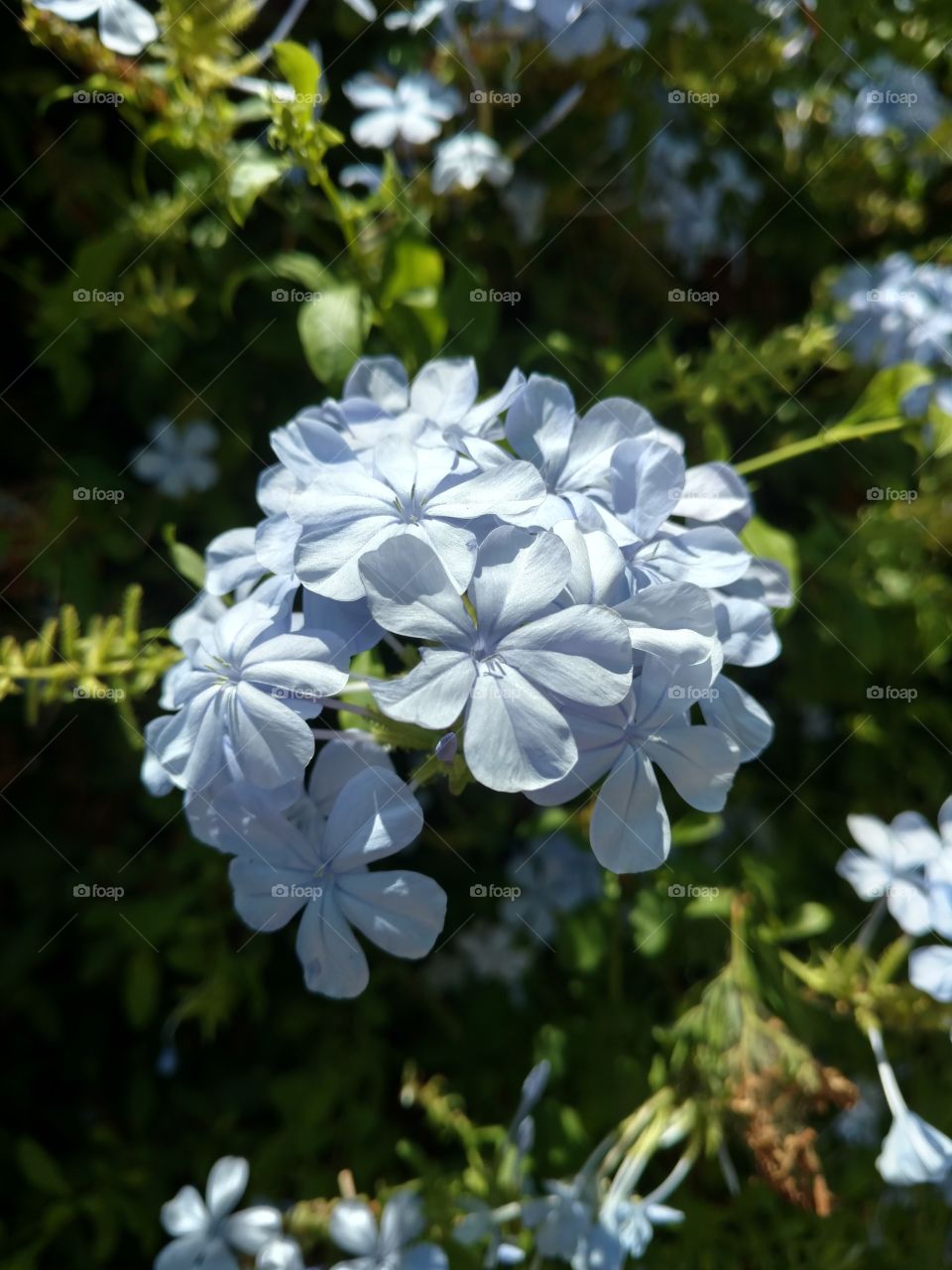 Light blue flower cluster