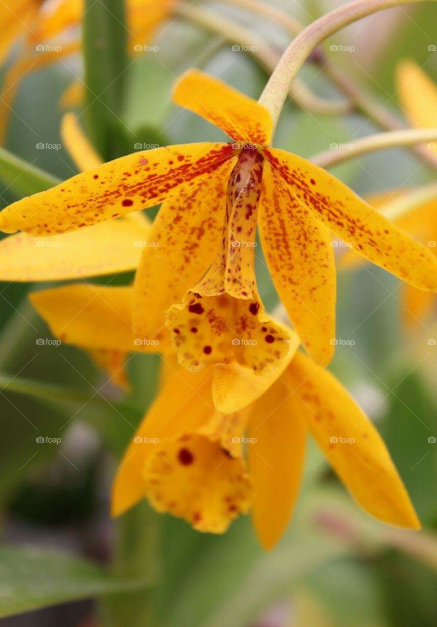 Yellow with a touch of orange.