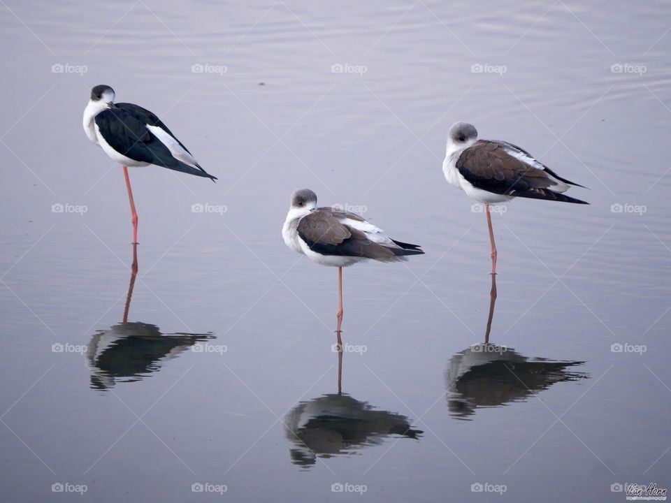 stork animal
stork animal house
stork animal totem
stork animal house gif
stork animal spirit
stork animal house lines
animal crossing stalk
stork animal dynamics
stork animal characteristics
animal crossing stalk market
stork animal description