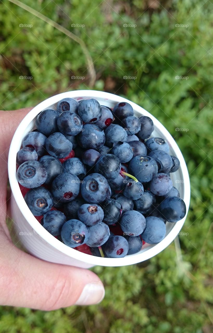 A human holding blueberry in disposable cup