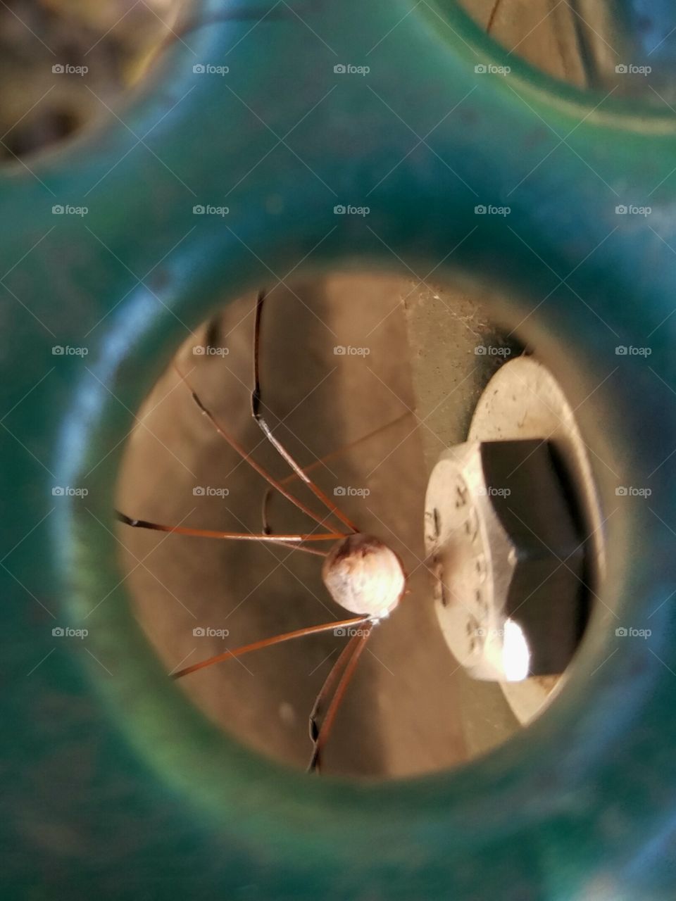 spider in a picnic table