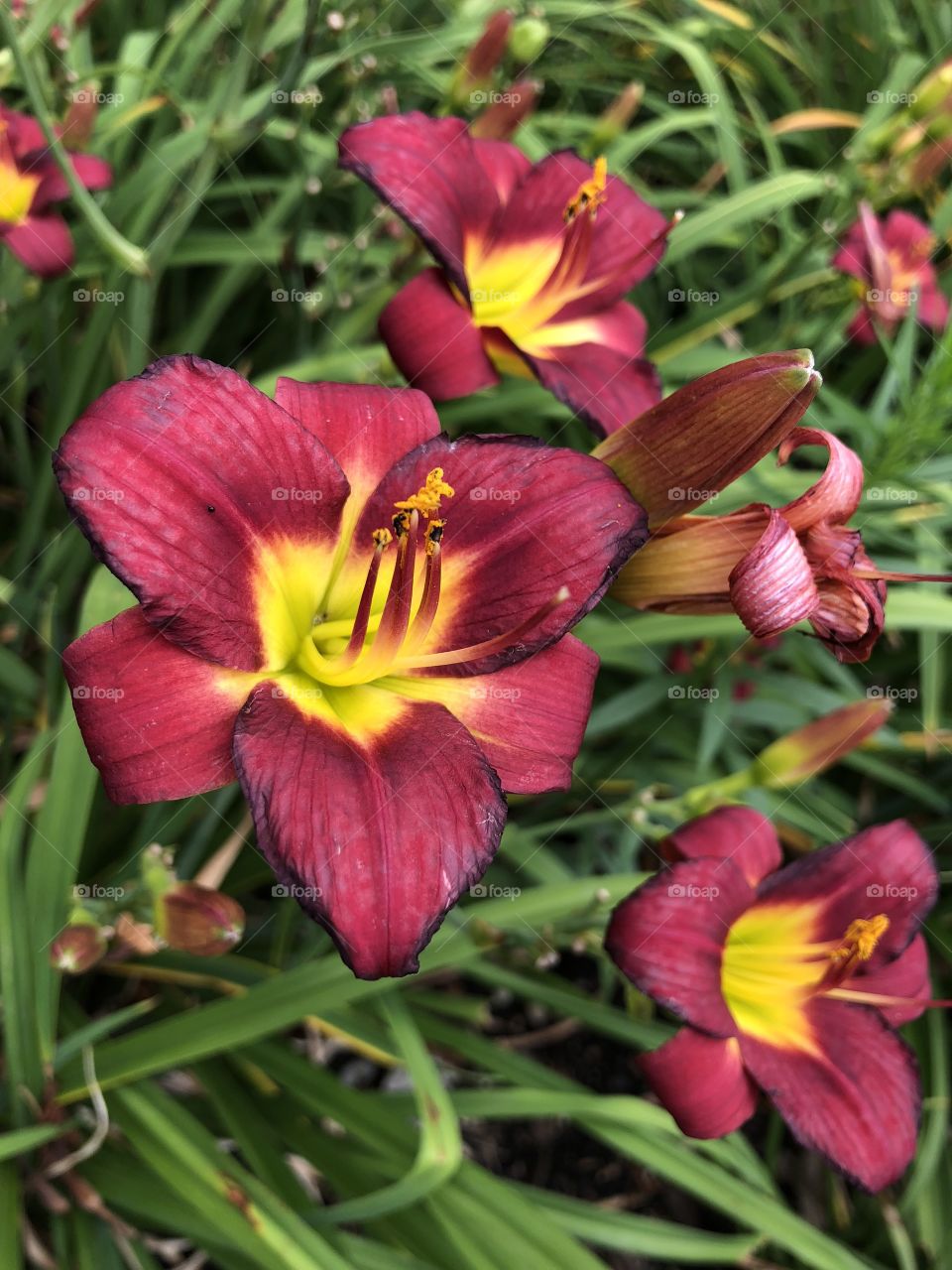Summer flower with burnt red and greenish/yellow accents. Photo can be used for digital or print. Photos taken with iPhone 8.