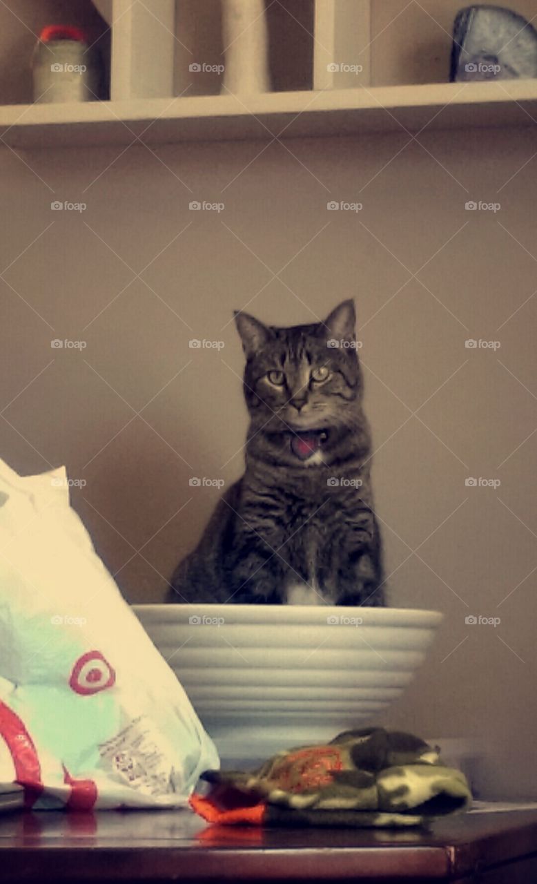 cat in a bowl