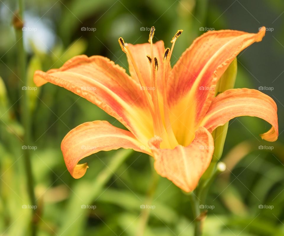 Close-up of orange lily