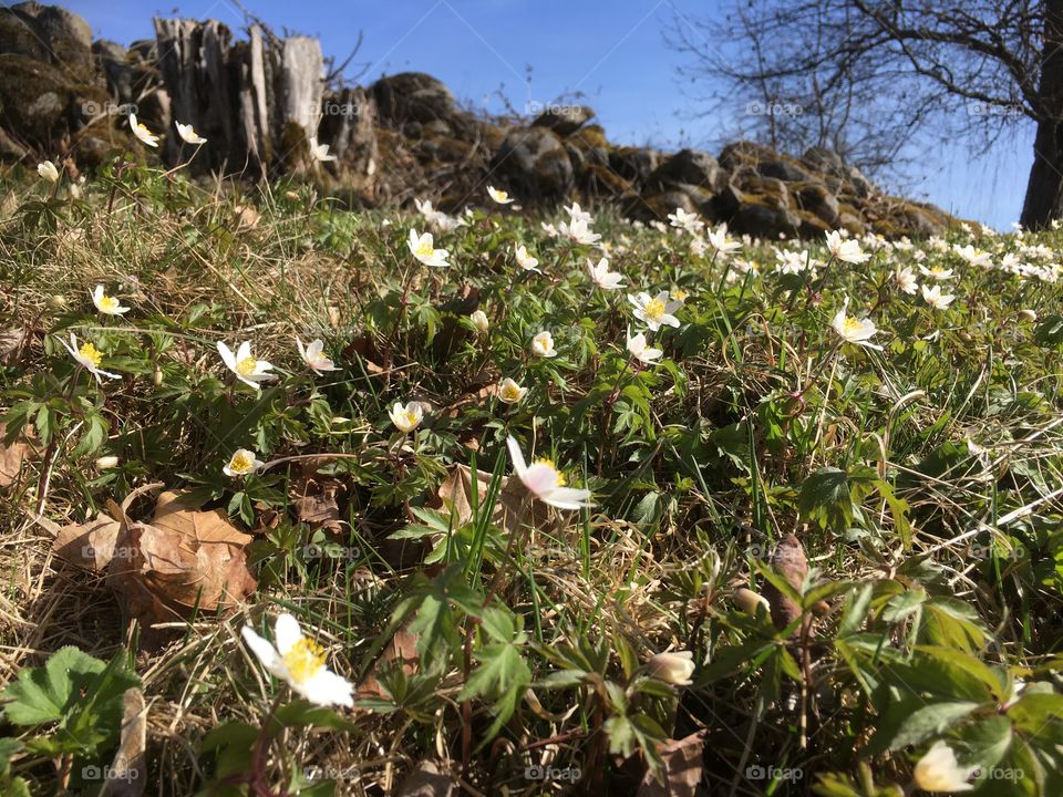 Lovely spring flowers