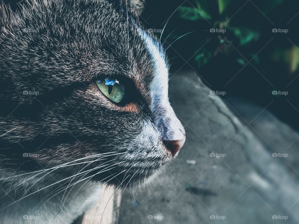 My daily life as a Photographer, I capture different things and different motif. So this mission I present to you my Cat in a good perspective. I hope you love this.