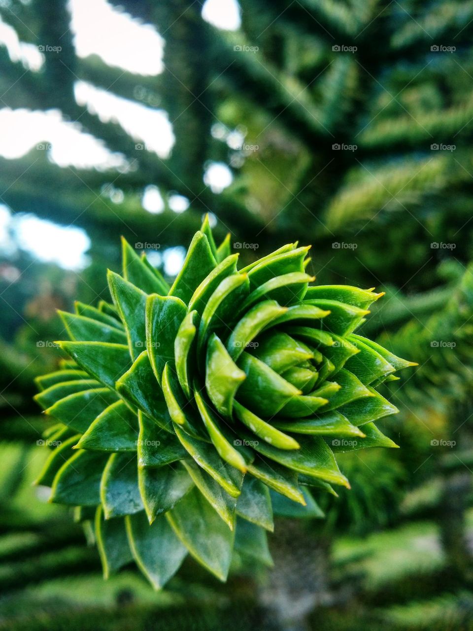 Top view of green plants outdoor close up. Spring garden