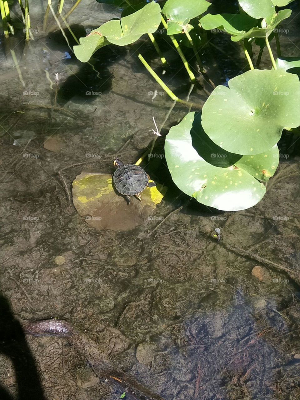 turtle in water