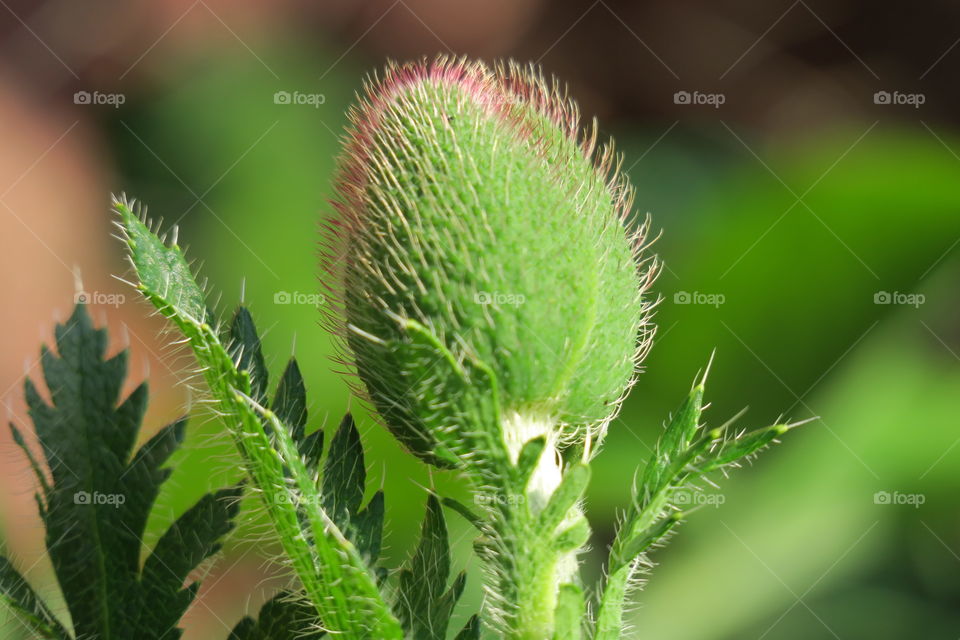 Poppy bud