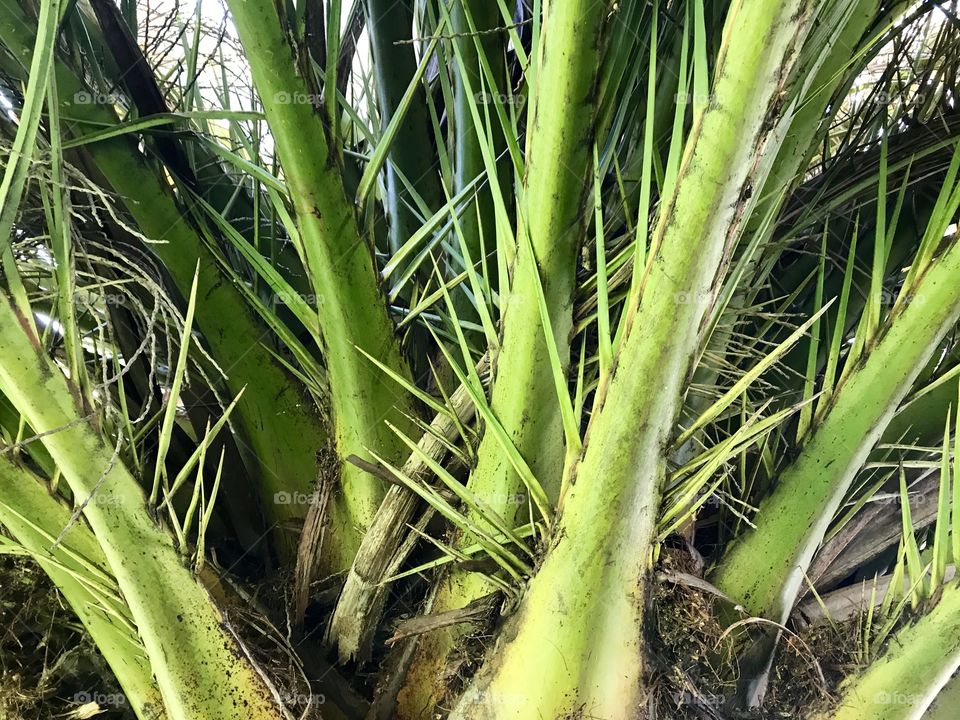 One of the biggest palm trees, I've ever seen!