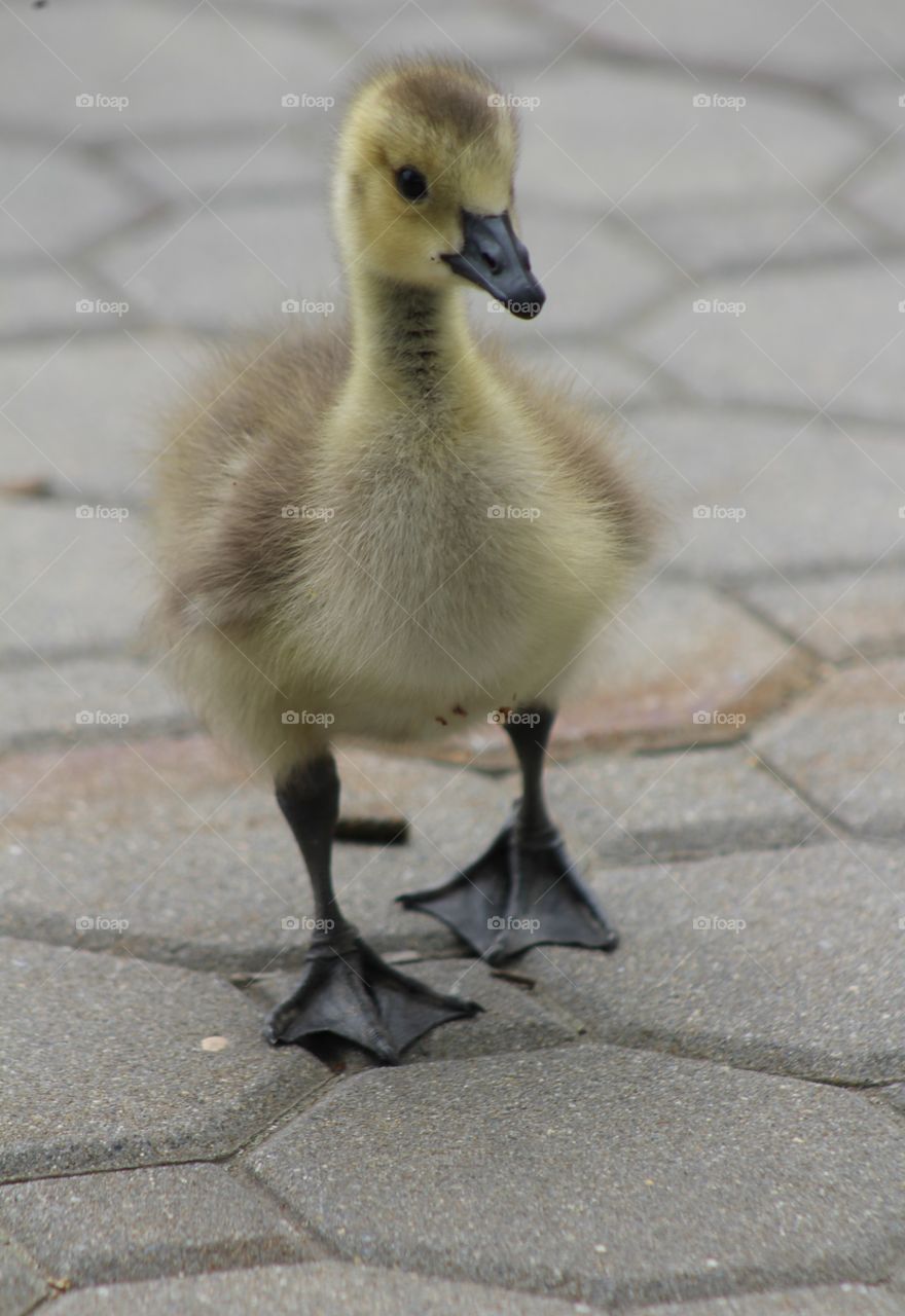 Fuzzy yellow duckling walking down sidewalk on May morning 