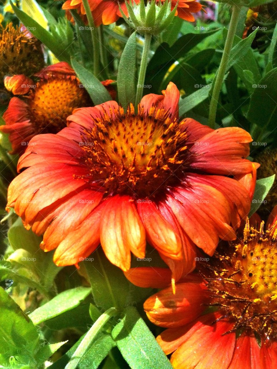 Gaillardia Flowers