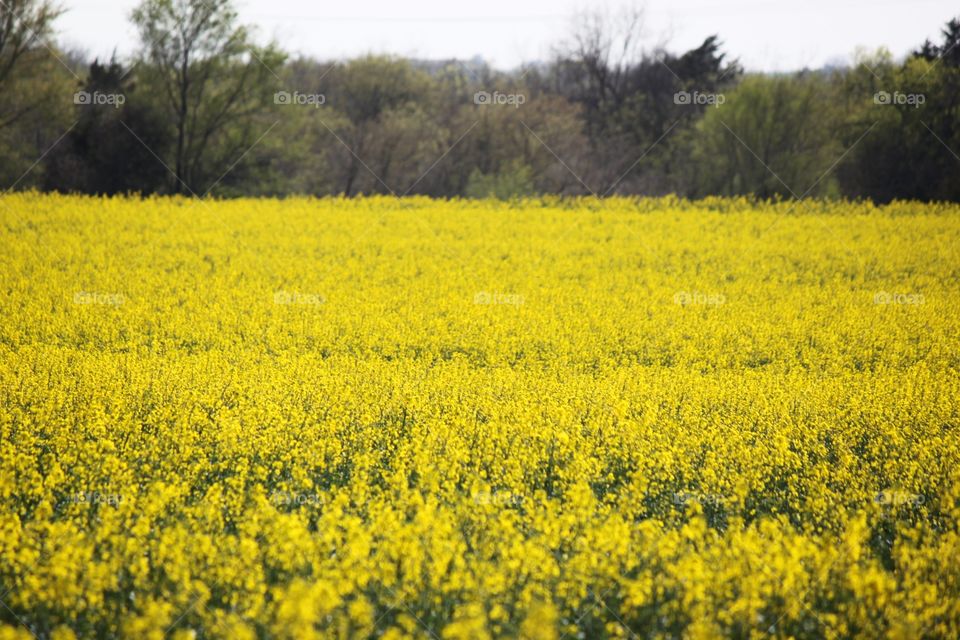 Flower growing in canola field