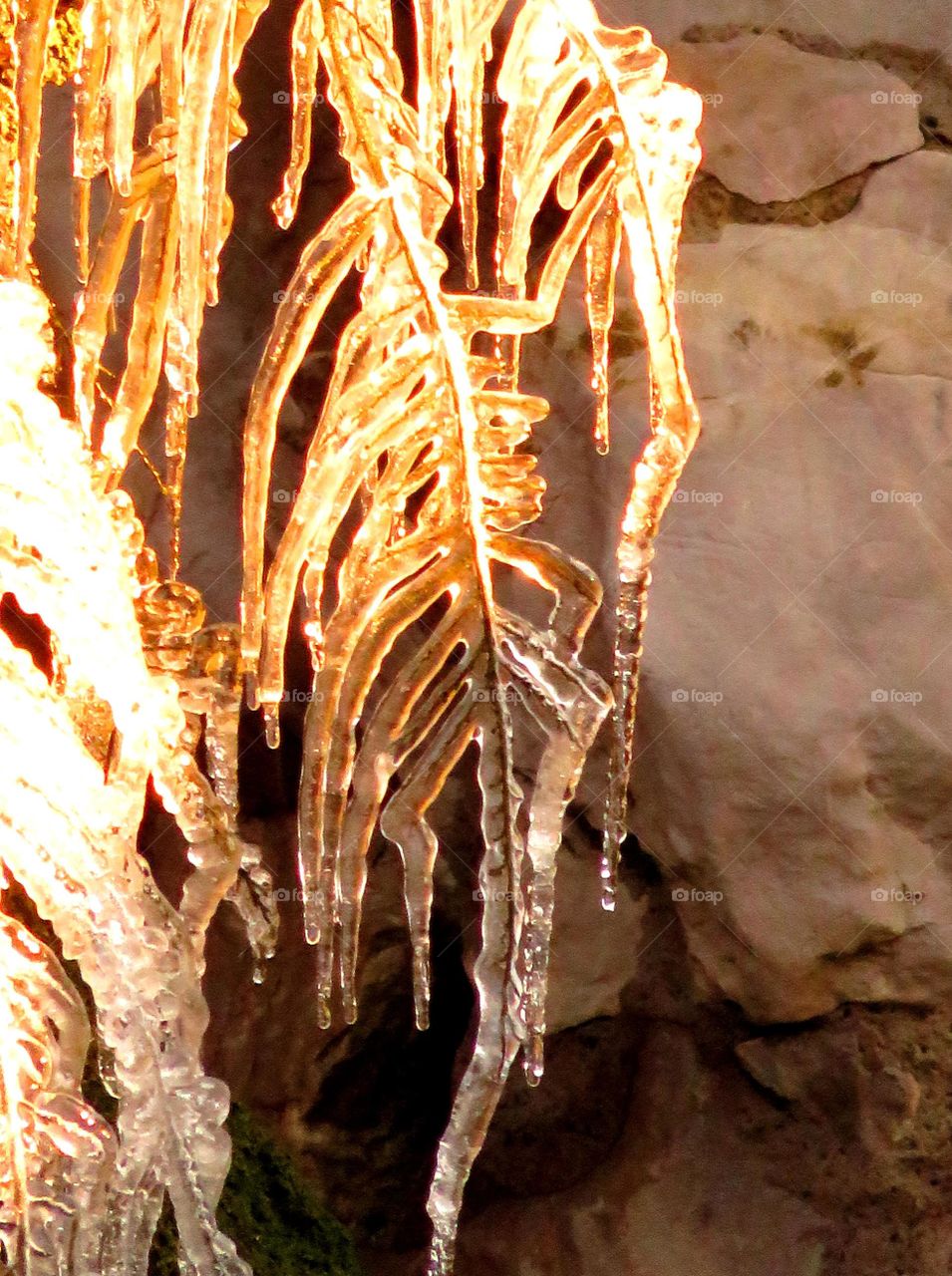 frozen fern