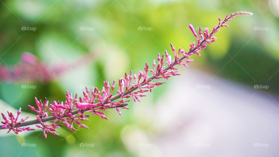 Pink Flower