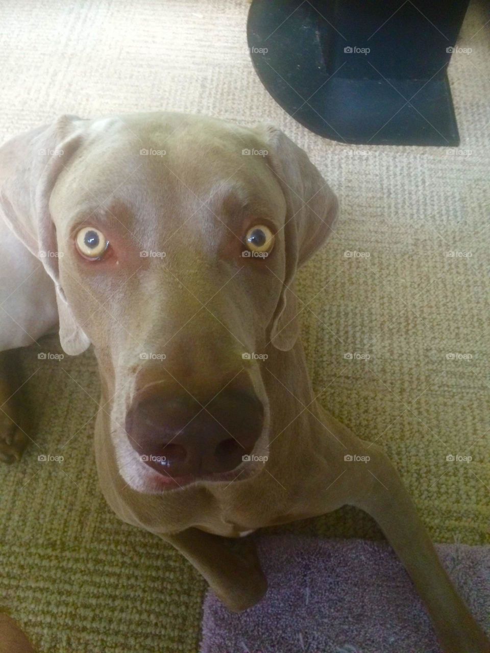 Samson the Weimaraner with his “Who me?” expression. 