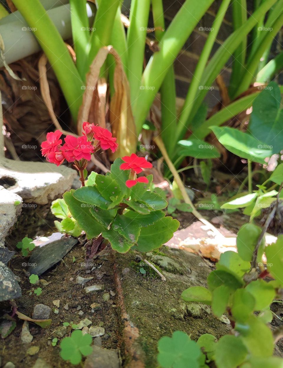 Florist Kalanchoe, plant
