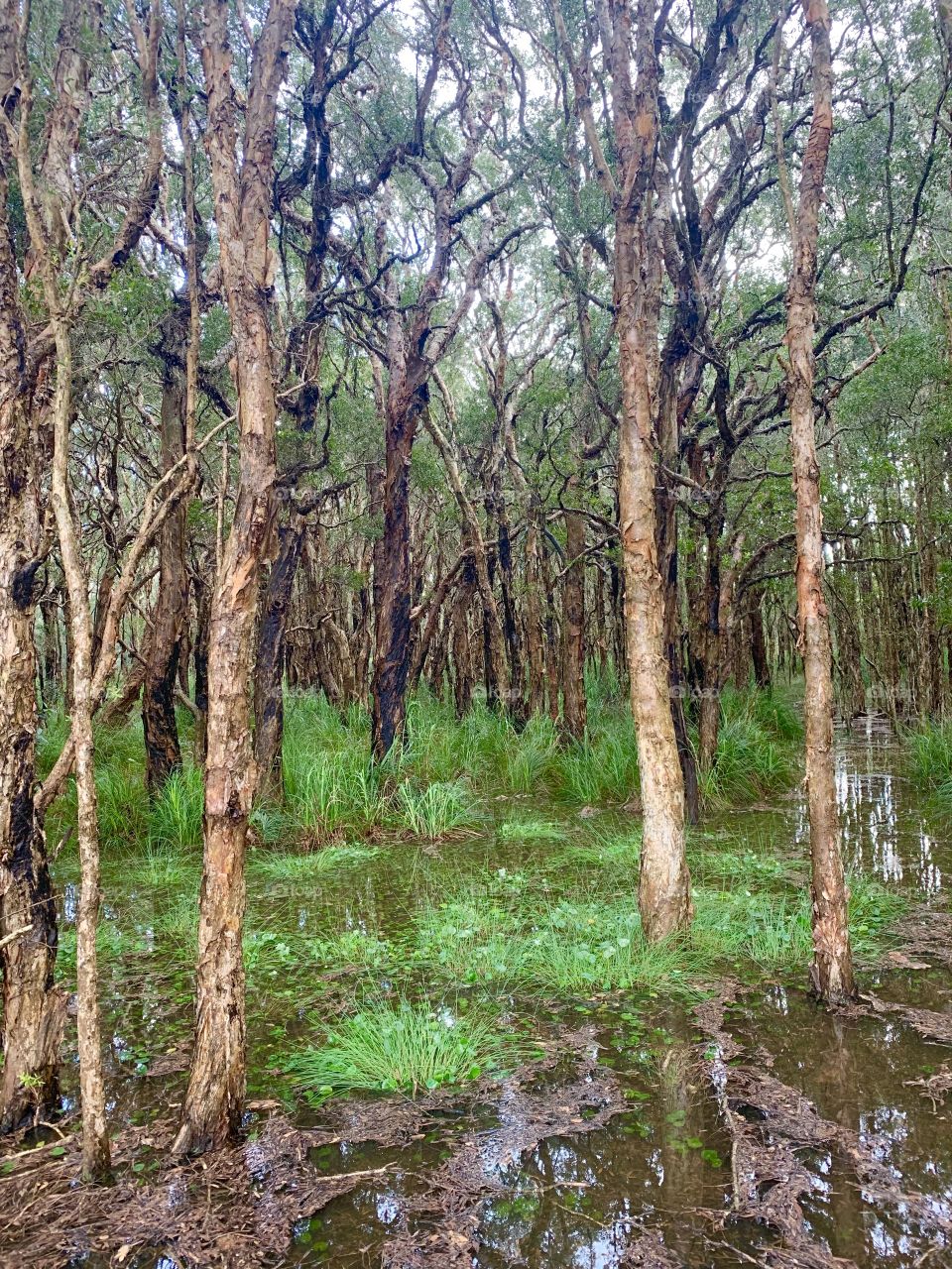 Paperbark swamp, Redhead NSW Australia 