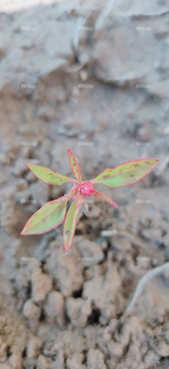 colourful flower with different design.