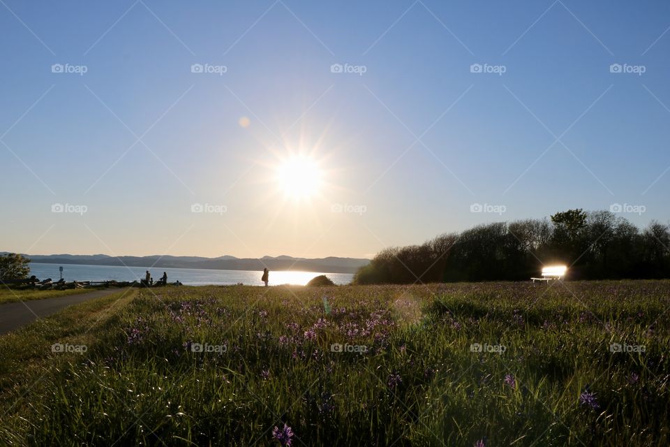 Low angle view of green grass field with scattered purple flowers  , people in a distance by the ocean and a guitarist heading to the bench enlightened by the big bright sun setting slowly over the ocean 