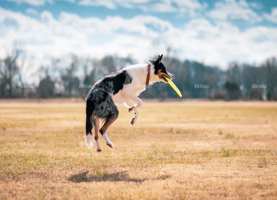 dog jumping