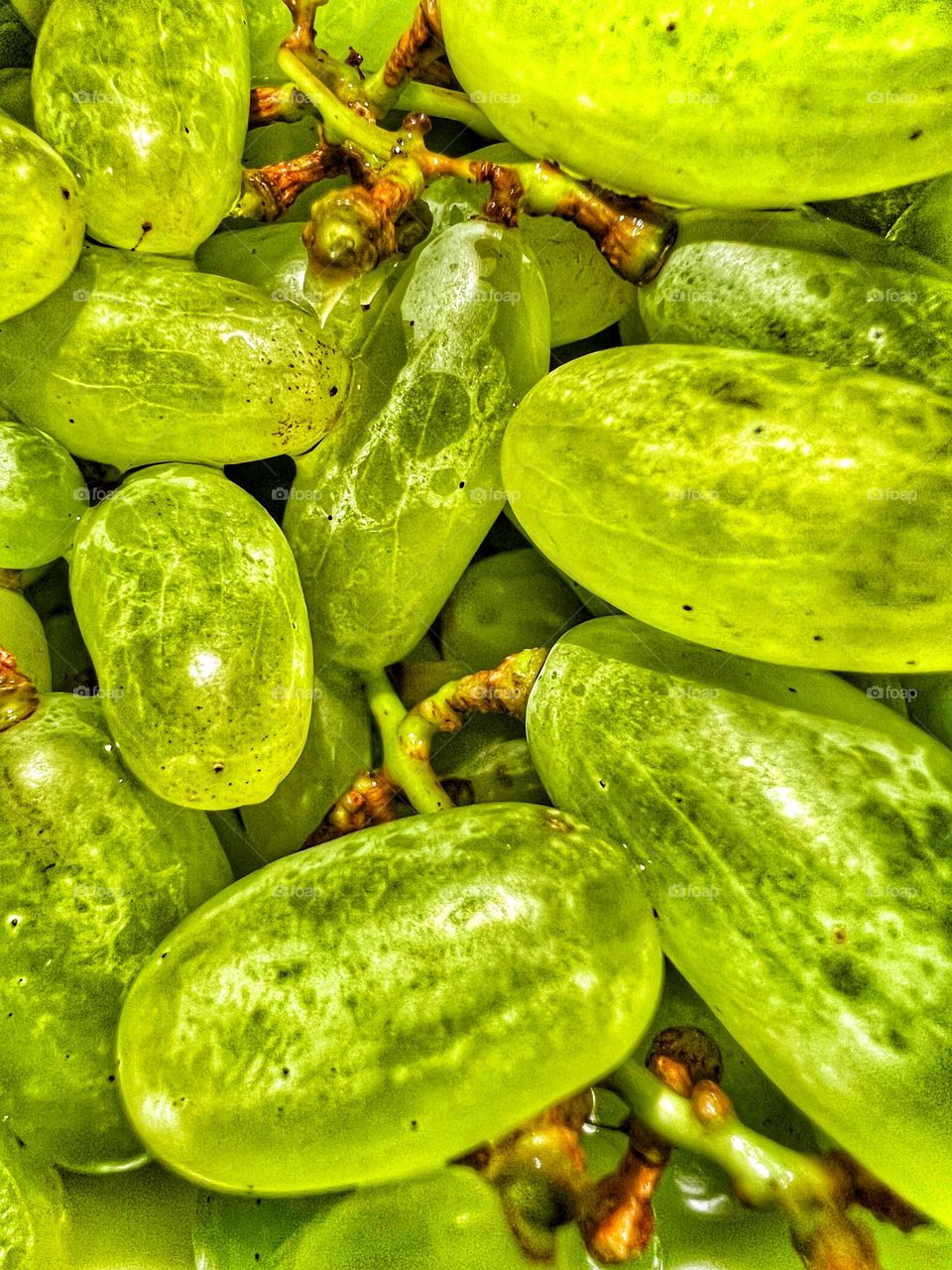 Green grapes on a vine