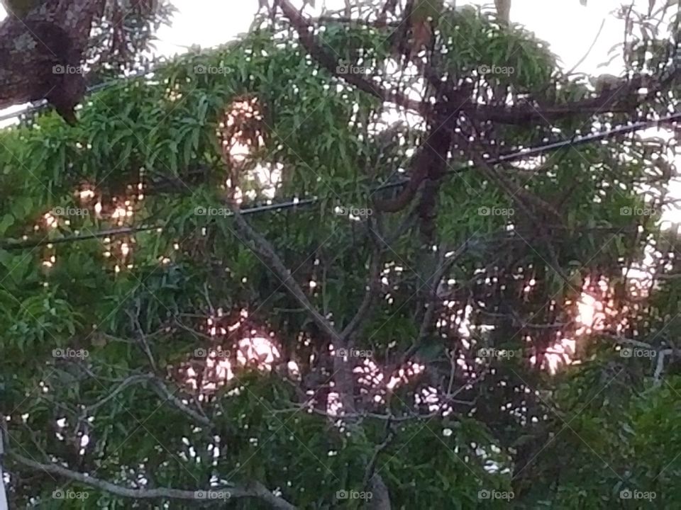 Sunset Thru the Trees