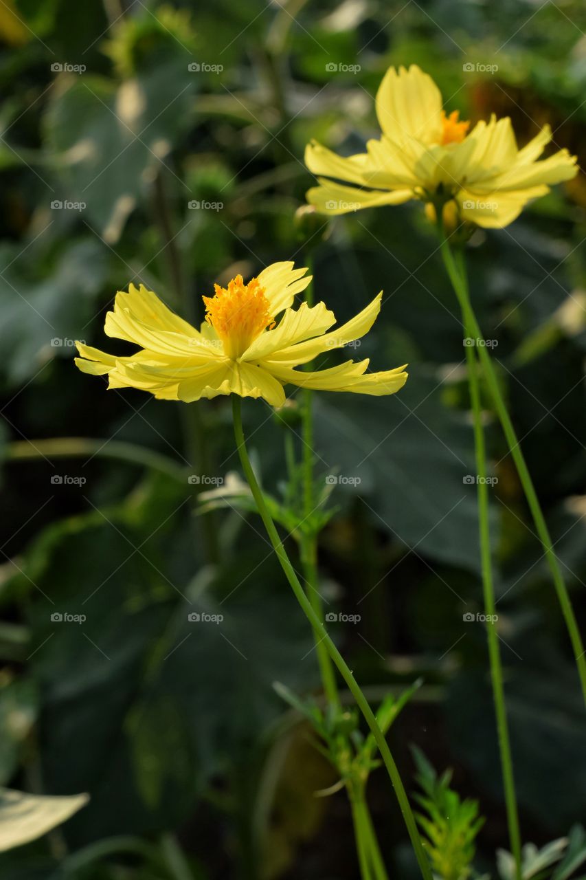 yellow cosmos