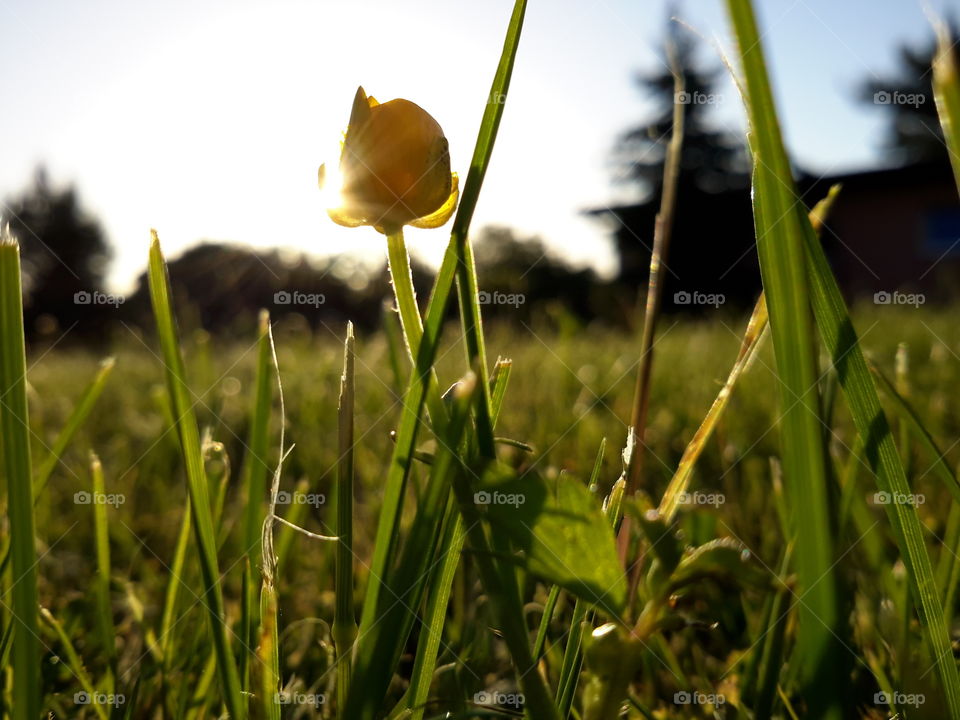 Summer sunrise in the garden